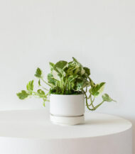 N’joy Pothos